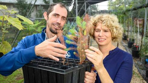 El Dr. Tamir Klein y la Dra. Yaara Oppenheimer-Shaanan investigaron la resistencia de los cipreses a la sequía. 
