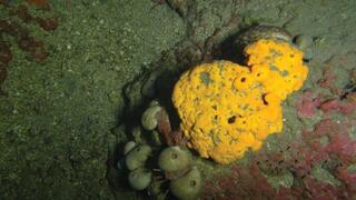 Esponja de la especie Agelas oroides.