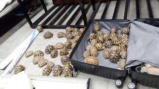 Tortugas encontradas en el maletín de un ciudadano israelí.