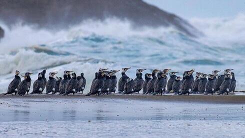Los cormoranes salen a pasar