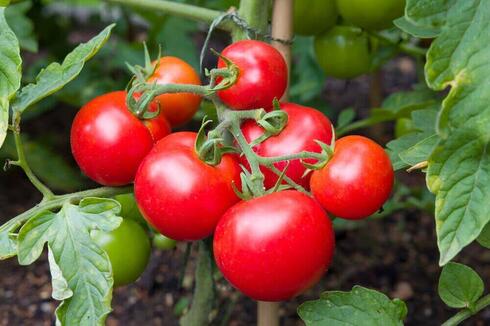 El cultivo de tomates requiere mucha agua. 