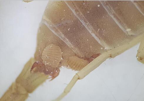Un zoot de escorpión de la especie Nannowithius wahrmani con una extensión en el lado dorsal del abdomen de la hormiga escorpión de Jordania.