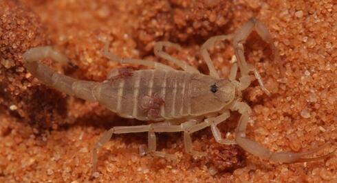 Un pequeño escorpión de la especie Nannowithius wahrmani que se distribuye en el escorpión de hormiga jordano Birulatus israelensis. 