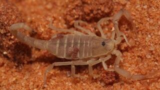 Un pequeño escorpión de la especie Nannowithius wahrmani que se distribuye en el escorpión de hormiga jordano Birulatus israelensis.